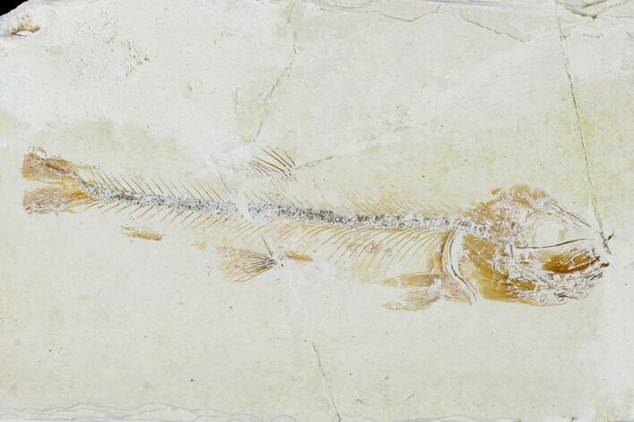 Jurassic Fossil Fish (Orthogoniklethrus) - Solnhofen Limestone #139370